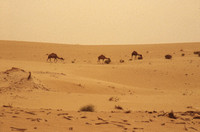 Algerien Sahara 1989