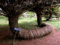Ghana - Aburi